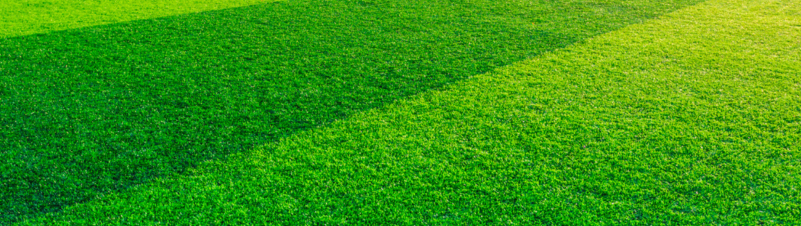 Turf Grass Business Turf Grass Business
